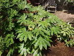Fatsi or Japanese Aralia